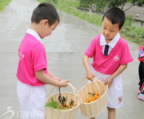 陜西安康紅纓高新幼兒園組織“初夏采摘”活動