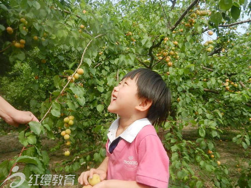 山東濰坊紅纓朝霞幼兒園采摘活動