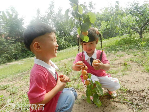 山東濰坊紅纓朝霞幼兒園采摘活動